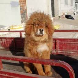 宠物狗:承德市平泉市