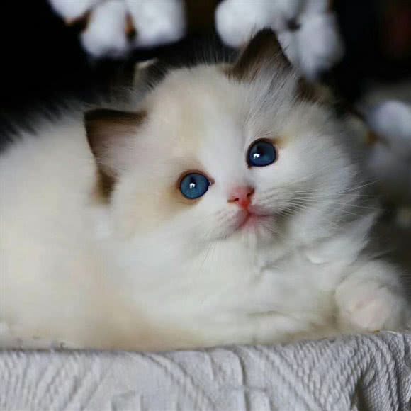 一猫壹样宠物店:沧州市新华区