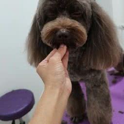 嘉贝宠爱宠物坊:沧州市运河区