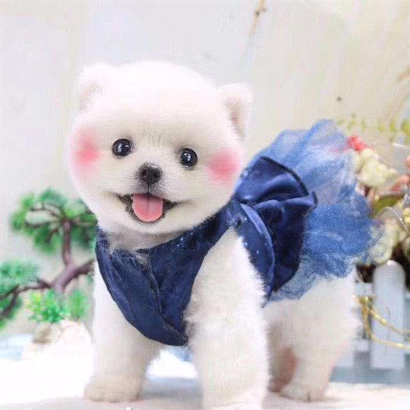 福贝恩宠物度假乐园·训犬基地:沧州市运河区