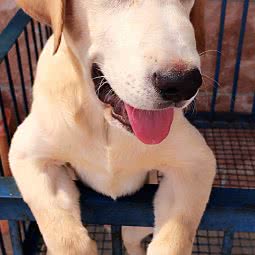 狮城犬业:沧州市运河区