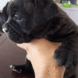 宠尚天犬舍:沧州市运河区