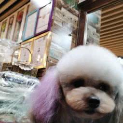 淘园宠物:保定市莲池区东风公园附近