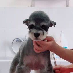 智派特宠物:北京城区朝阳区管庄附近