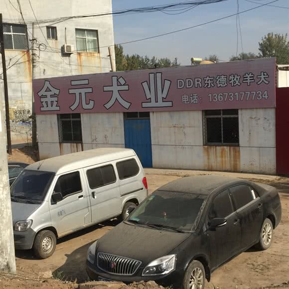 金元犬业:沧州市泊头市