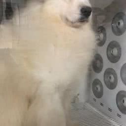 艾文宠物:沧州市黄骅市