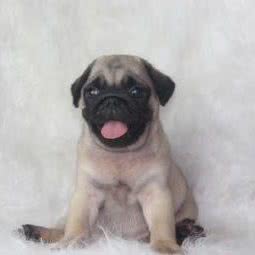 廊坊一高犬业(落垡店):廊坊市安次区