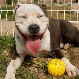 达达的狗镇:廊坊市广阳区