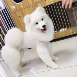 八公宠屋:廊坊市固安县