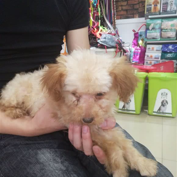 丫丫宠物店:廊坊市固安县