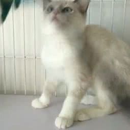 家有萌宠面包店:廊坊市香河县