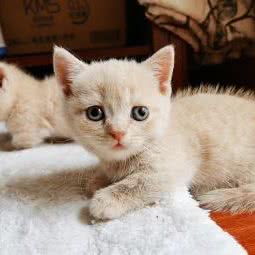 北京飞天猫会馆:廊坊市香河县