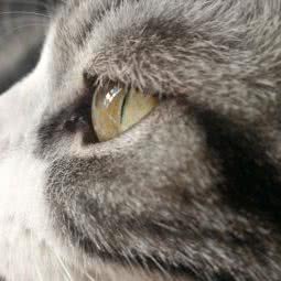 宠你一生宠物生活馆:北京城区东城区广渠门内附近