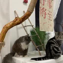 王汪汪宠咖:保定市莲池区河大新区附近