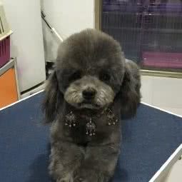 派多格宠物(世新园店):保定市莲池区李庄街附近