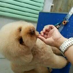 圣宠宠物店(潮白河孔雀城店):廊坊市大厂回族自治县