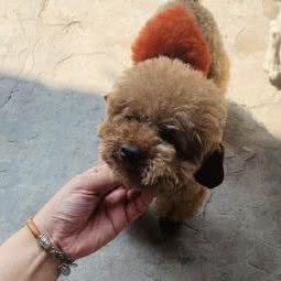 哈道盟宠物乐园:廊坊市三河市