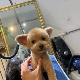 气质宠大新:廊坊市三河市