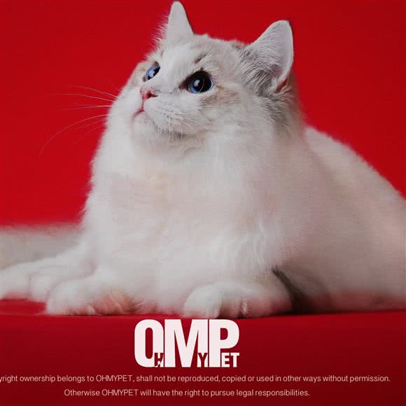 布偶天堂?猫舍:廊坊市三河市