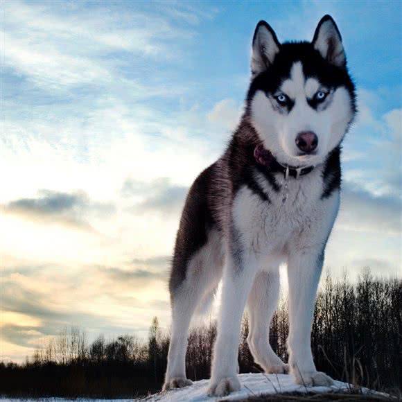 唯後宠物店(思菩兰路店):廊坊市三河市