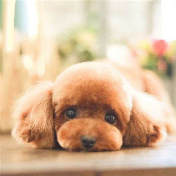 M·萌宠造型工作室:廊坊市三河市