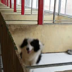 京顺宠物:廊坊市三河市