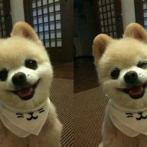 大拇指宠物会所:廊坊市三河市