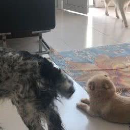 飞扬宠物驯导寄养基地:廊坊市三河市