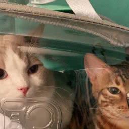 奢宠宠物会所:廊坊市三河市