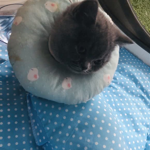 宠殿宠物店(天洋店):廊坊市三河市