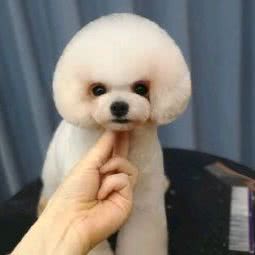 视宠而娇宠物店:廊坊市三河市