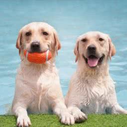 三河市宠园宠物店:廊坊市三河市