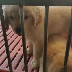 江海糖糖宠物会所:廊坊市三河市