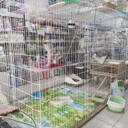 爱萌宠物吧:廊坊市三河市