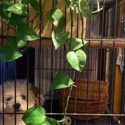 爱宠到家:廊坊市三河市