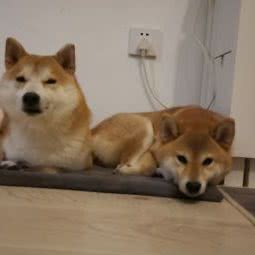 妙品日韩创意宠物工作室:廊坊市三河市