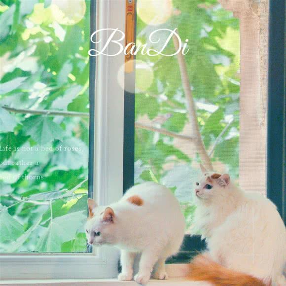 斑迪宠物:廊坊市三河市