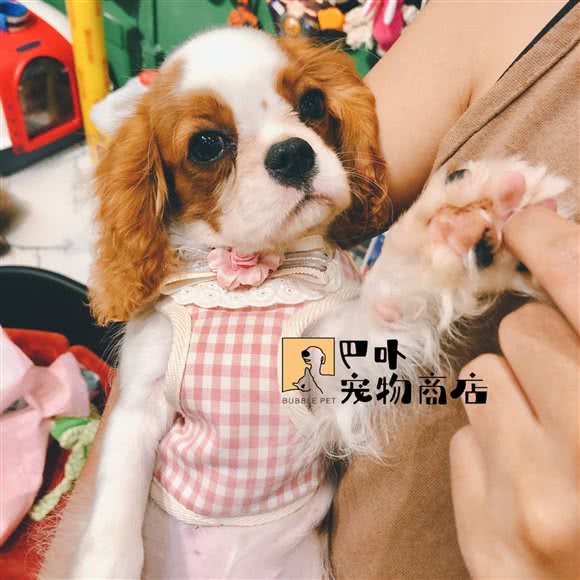 巴卟宠物商店:廊坊市三河市