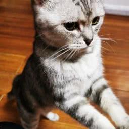 诚诚宠物食品用品专营店:廊坊市三河市