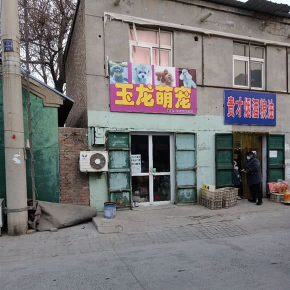 玉龙萌宠:衡水市桃城区