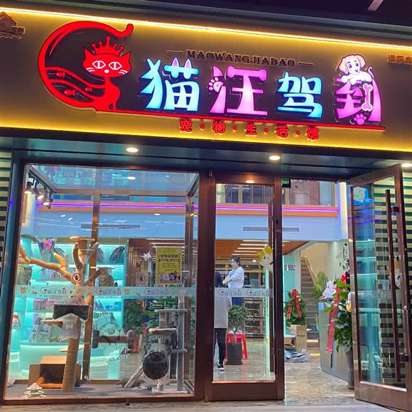 猫汪驾到:衡水市桃城区