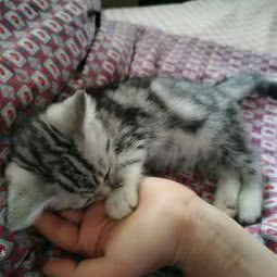 乔睿baby宠物店:衡水市桃城区