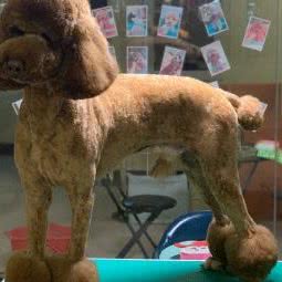 顶尖宠物生活馆:张家口市桥西区西坝岗/金鼎附近