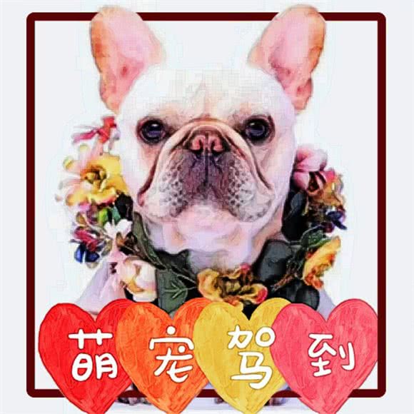 萌宠驾到宠物生活馆:张家口市桥西区高家屯附近