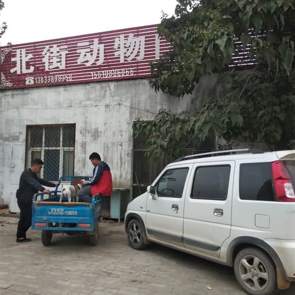 北街动物门诊:衡水市深州市