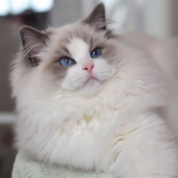 猫屋宠物店(武城街店):张家口市桥西区武城街附近