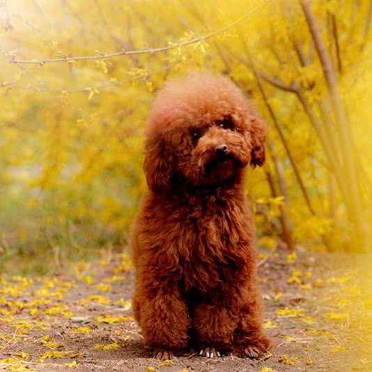 多悦宠物(水郡长安店):北京城区朝阳区管庄附近