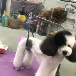 帕特宠物生活馆:太原市小店区