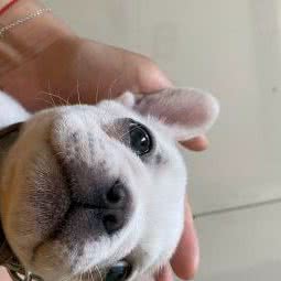 大志犬舍:太原市小店区