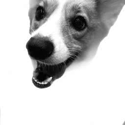 my宠生活馆:承德市双桥区翠桥路附近